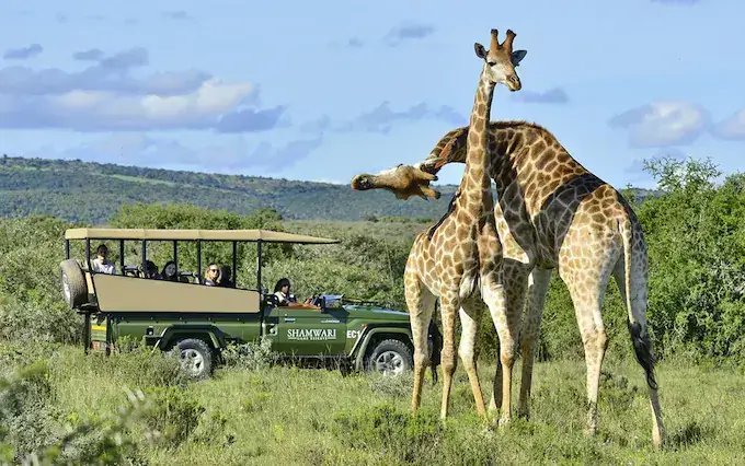 Safari in South Africa